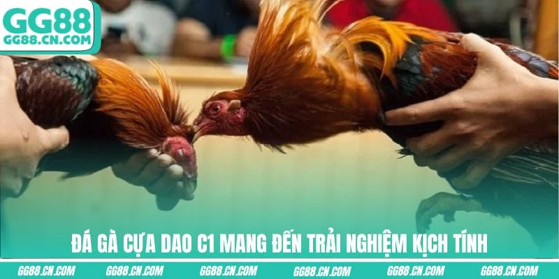 Đá gà cựa dao C1 mang đến trải nghiệm kịch tính Đá gà cựa dao C1 mang đến trải nghiệm kịch tính