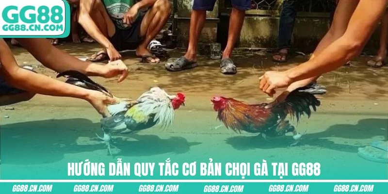 Hướng dẫn quy tắc cơ bản chọi gà tại GG88