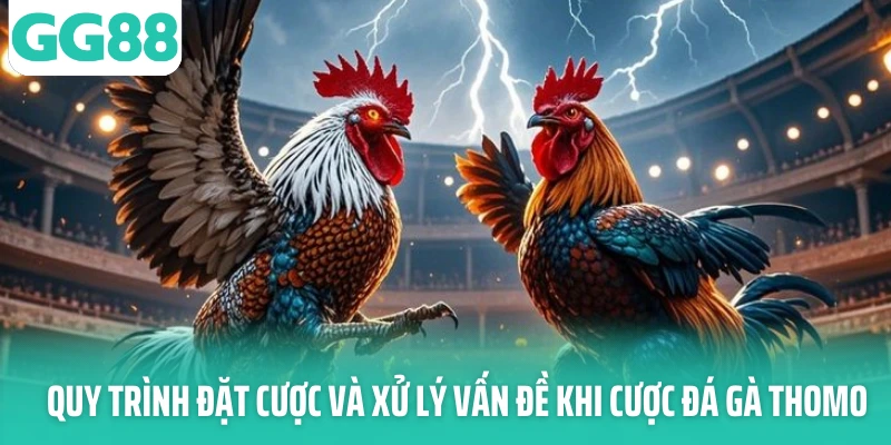 Quy trình đặt cược và xử lý vấn đề khi cược đá gà thomo Quy trình đặt cược và xử lý vấn đề khi cược đá gà thomo